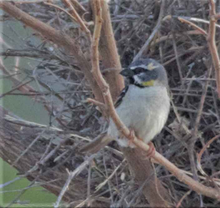 Dead Sea Sparrow